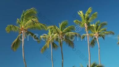 棕榈树映衬着蔚蓝的阳光天空
